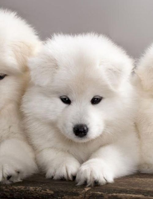 Three fluffy white puppies sit together on a wooden surface, looking adorably cozy and content.