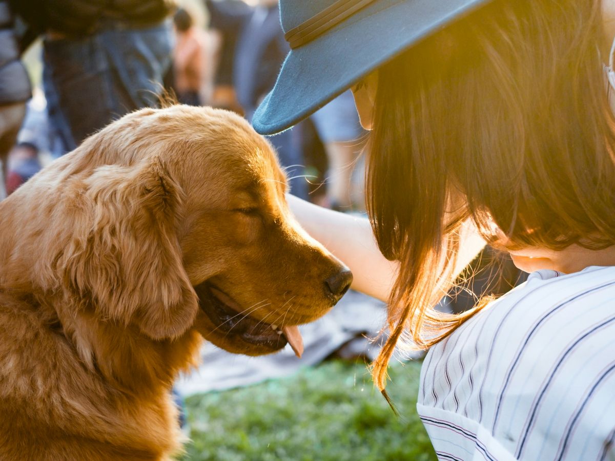 A person wearing a hat is petting a golden retriever while sitting on the grass, with sunlight streaming in.